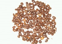 estrella del caribe.jpg